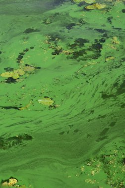 Eski bir bataklık yüzeyi duckweed ile kaplı ve lily bırakır. Karanlık su arka plan üzerinde birçok küçük yeşil yaprakları