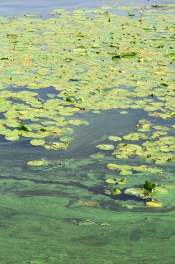Eski bir bataklık yüzeyi duckweed ile kaplı ve lily bırakır. Karanlık su arka plan üzerinde birçok küçük yeşil yaprakları