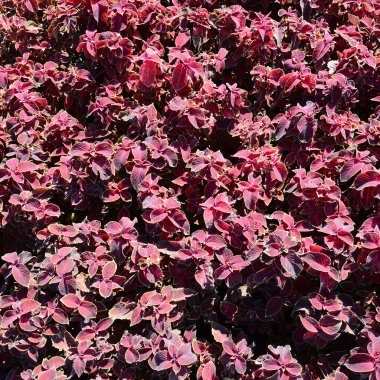Hem de çok alacalı boyalı ısırgan otu, dekoratif arka plan bırakır. Kırmızı, sarı ve yeşil yaprakları coleus bitki. Plectranthus scutellarioides, Ballıbabagiller, blumei, solenostemon