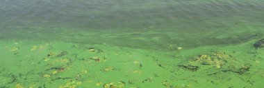 Eski bir bataklık yüzeyi duckweed ile kaplı ve lily bırakır. Karanlık su arka plan üzerinde birçok küçük yeşil yaprakları