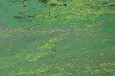 Eski bir bataklık yüzeyi duckweed ile kaplı ve lily bırakır. Karanlık su arka plan üzerinde birçok küçük yeşil yaprakları