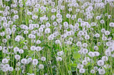 Doğa, doğal arka plan beyaz kabarık dandelions çiçek. Birçok çiçek yeşil çayır kapatın. Seçici odak