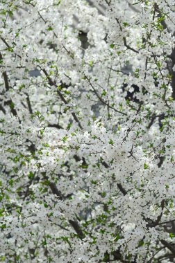 Bir bahçe beyaz çiçeklerle çiçek açması yeşil elma ağacının yakın çekim