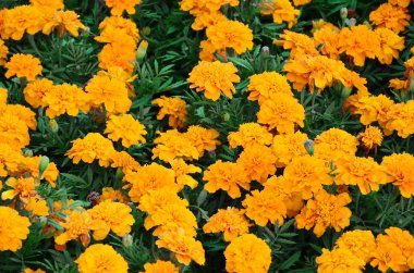 Çok sayıda güzel bloomed sarı marigolds bir açık hava flowerbed içinde. Üstten görünüm