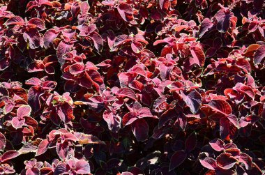 Hem de çok alacalı boyalı ısırgan otu, dekoratif arka plan bırakır. Kırmızı, sarı ve yeşil yaprakları coleus bitki. Plectranthus scutellarioides, Ballıbabagiller, blumei, solenostemon