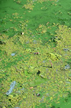 Eski bir bataklık yüzeyi duckweed ile kaplı ve lily bırakır. Karanlık su arka plan üzerinde birçok küçük yeşil yaprakları