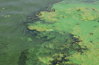 Eski bir bataklık yüzeyi duckweed ile kaplı ve lily bırakır. Karanlık su arka plan üzerinde birçok küçük yeşil yaprakları