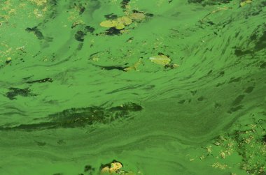 Eski bir bataklık yüzeyi duckweed ile kaplı ve lily bırakır. Karanlık su arka plan üzerinde birçok küçük yeşil yaprakları