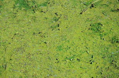 Eski bir bataklık yüzeyi duckweed ile kaplı ve lily bırakır. Karanlık su arka plan üzerinde birçok küçük yeşil yaprakları