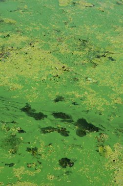 Eski bir bataklık yüzeyi duckweed ile kaplı ve lily bırakır. Karanlık su arka plan üzerinde birçok küçük yeşil yaprakları