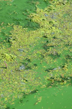 Eski bir bataklık yüzeyi duckweed ile kaplı ve lily bırakır. Karanlık su arka plan üzerinde birçok küçük yeşil yaprakları