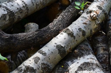 Odun sert beyaz kabuğu ile eski kavak closeup. Ağaçlarının felling