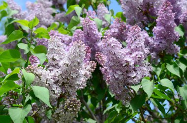 Mor Lila ve yeşil yaprakları dallarında. Arka plan güzel çiçek leylak dalı ile