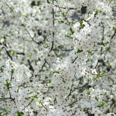 Bir bahçe beyaz çiçeklerle çiçek açması yeşil elma ağacının yakın çekim