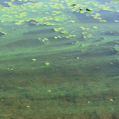 Eski bir bataklık yüzeyi duckweed ile kaplı ve lily bırakır. Karanlık su arka plan üzerinde birçok küçük yeşil yaprakları