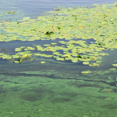 Eski bir bataklık yüzeyi duckweed ile kaplı ve lily bırakır. Karanlık su arka plan üzerinde birçok küçük yeşil yaprakları