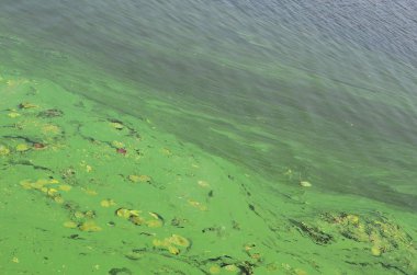 Eski bir bataklık yüzeyi duckweed ile kaplı ve lily bırakır. Karanlık su arka plan üzerinde birçok küçük yeşil yaprakları
