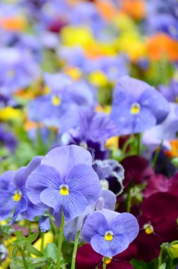 Çok renkli homo çiçek veya arka plan veya kart olarak hercai menekşe. Çiçekli Beyaz Sarı ve mor homo flowerbed perspektif üzerinde renkli hercai menekşe alan.