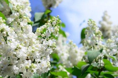Beyaz Lila ve yeşil yaprakları dallarında. Arka plan güzel çiçek leylak dalı ile