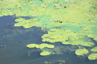 Eski bir bataklık yüzeyi duckweed ile kaplı ve lily bırakır. Karanlık su arka plan üzerinde birçok küçük yeşil yaprakları