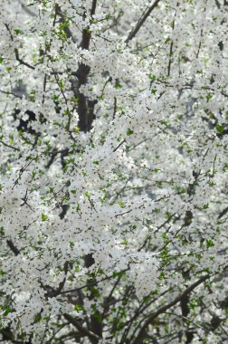 Bir bahçe beyaz çiçeklerle çiçek açması yeşil elma ağacının yakın çekim