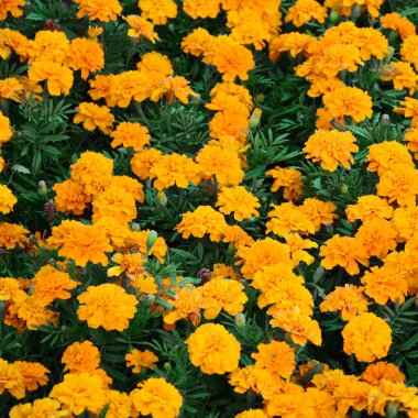 Çok sayıda güzel bloomed sarı marigolds bir açık hava flowerbed içinde. Üstten görünüm