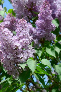 Mor Lila ve yeşil yaprakları dallarında. Arka plan güzel çiçek leylak dalı ile