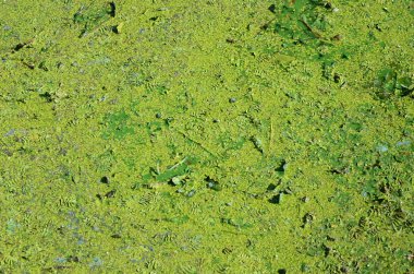 Eski bir bataklık yüzeyi duckweed ile kaplı ve lily bırakır. Karanlık su arka plan üzerinde birçok küçük yeşil yaprakları