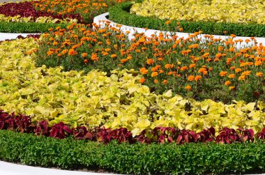 Coleus saksı. Doğal coleus bitkinin güzel bakış açısı bahçede yaz güneşli gün bırakır.