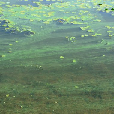 Eski bir bataklık yüzeyi duckweed ile kaplı ve lily bırakır. Karanlık su arka plan üzerinde birçok küçük yeşil yaprakları