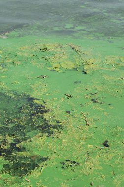 Eski bir bataklık yüzeyi duckweed ile kaplı ve lily bırakır. Karanlık su arka plan üzerinde birçok küçük yeşil yaprakları