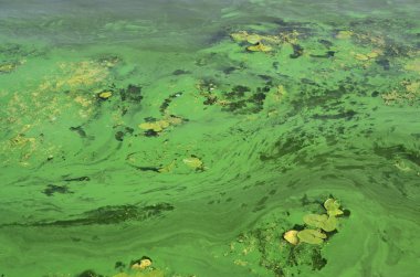 Eski bir bataklık yüzeyi duckweed ile kaplı ve lily bırakır. Karanlık su arka plan üzerinde birçok küçük yeşil yaprakları