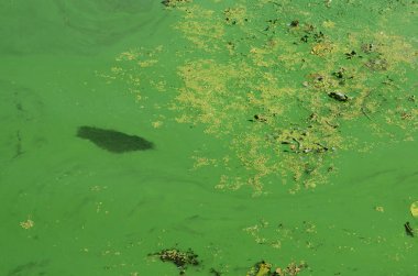 Eski bir bataklık yüzeyi duckweed ile kaplı ve lily bırakır. Karanlık su arka plan üzerinde birçok küçük yeşil yaprakları