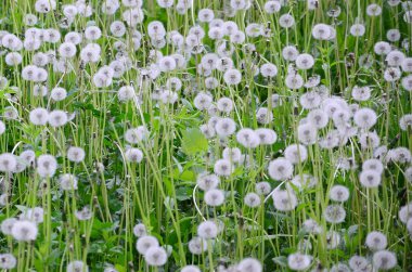 Doğa, doğal arka plan beyaz kabarık dandelions çiçek. Birçok çiçek yeşil çayır kapatın. Seçici odak