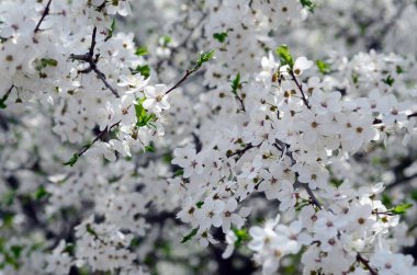 Mavi gökyüzü arka plan bahar beyaz çiçekli pembe elma ağacı çiçekleri