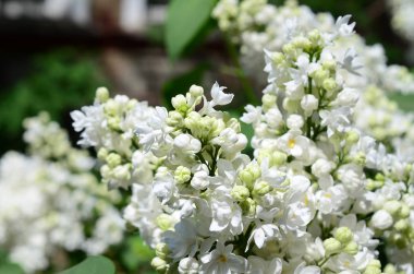 Beyaz Lila ve yeşil yaprakları dallarında. Arka plan güzel çiçek leylak dalı ile