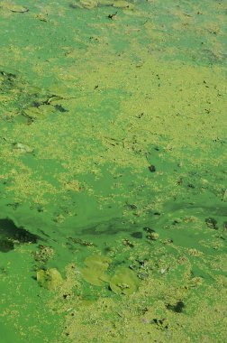 Eski bir bataklık yüzeyi duckweed ile kaplı ve lily bırakır. Karanlık su arka plan üzerinde birçok küçük yeşil yaprakları