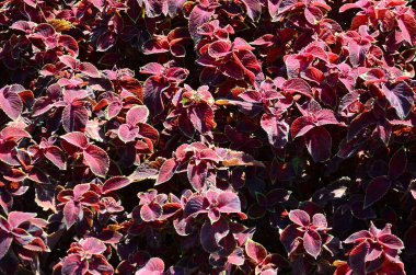 Hem de çok alacalı boyalı ısırgan otu, dekoratif arka plan bırakır. Kırmızı, sarı ve yeşil yaprakları coleus bitki. Plectranthus scutellarioides, Ballıbabagiller, blumei, solenostemon