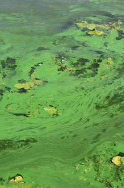 Eski bir bataklık yüzeyi duckweed ile kaplı ve lily bırakır. Karanlık su arka plan üzerinde birçok küçük yeşil yaprakları