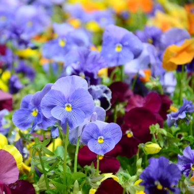 Çok renkli homo çiçek veya arka plan veya kart olarak hercai menekşe. Çiçekli Beyaz Sarı ve mor homo flowerbed perspektif üzerinde renkli hercai menekşe alan.