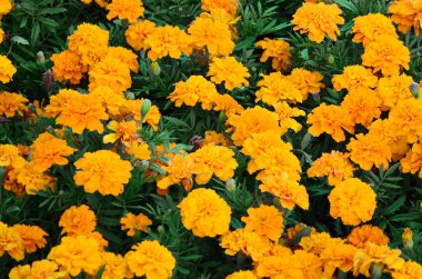 Çok sayıda güzel bloomed sarı marigolds bir açık hava flowerbed içinde. Üstten görünüm