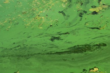 Eski bir bataklık yüzeyi duckweed ile kaplı ve lily bırakır. Karanlık su arka plan üzerinde birçok küçük yeşil yaprakları