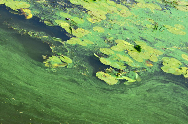 Поверхность старого болота, покрытого уткой и листьями лилии. Много маленьких зеленых листьев на фоне темной воды
