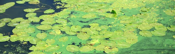 一个古老沼泽的表面覆盖着浮萍和百合叶 黑暗的水背景上的许多小绿叶 — 图库照片