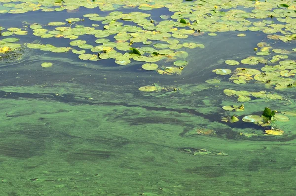Surface Old Swamp Covered Duckweed Lily Leaves Many Small Green — Stock Photo, Image