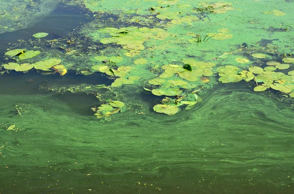 古い沼の表面が藻で覆われ ユリの葉します 暗い水の背景に多くの小さい緑の葉 — ストック写真