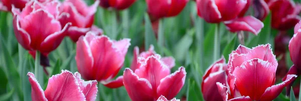 Bild Von Schönen Tulpen Auf Flachen Tiefen Feldern Violettes Feld — Stockfoto
