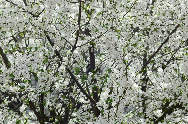 庭の白い花を開花の緑のりんごの木のクローズ アップ — ストック写真
