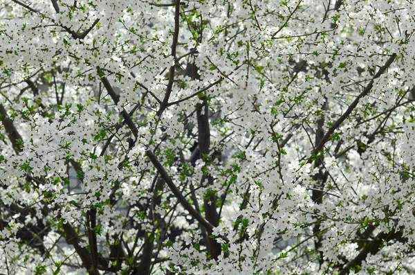 Close Van Bloeiende Groene Appelboom Met Witte Bloemen Een Tuin — Stockfoto