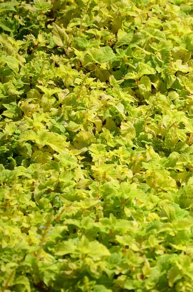 Close Colorful Yellow Coleus Plant Garden Top View Sunny Day — Stock Photo, Image